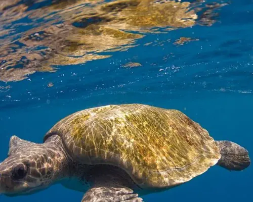 Snorkeling with Sea Turtles at Mirissa